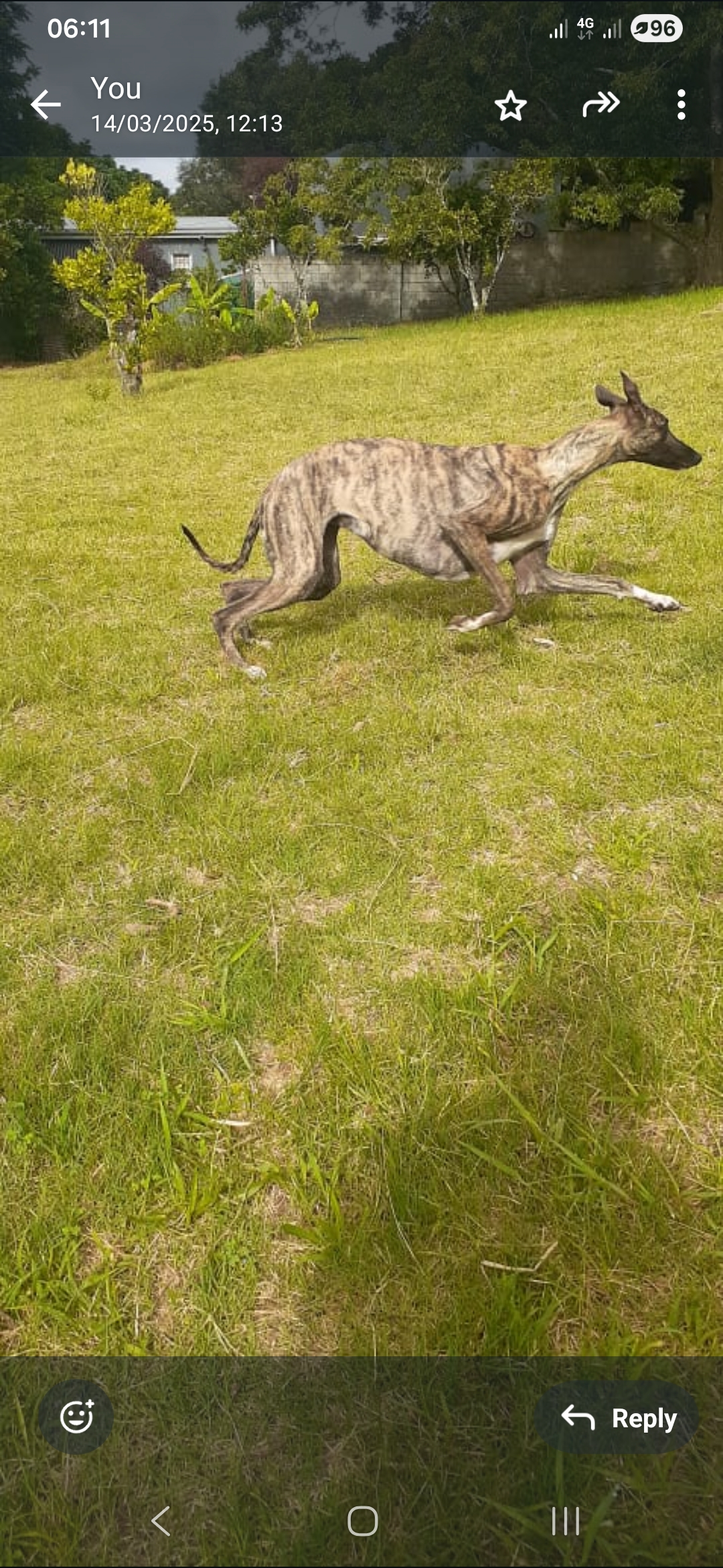 Greyhound puppies