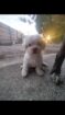 Maltese puppies