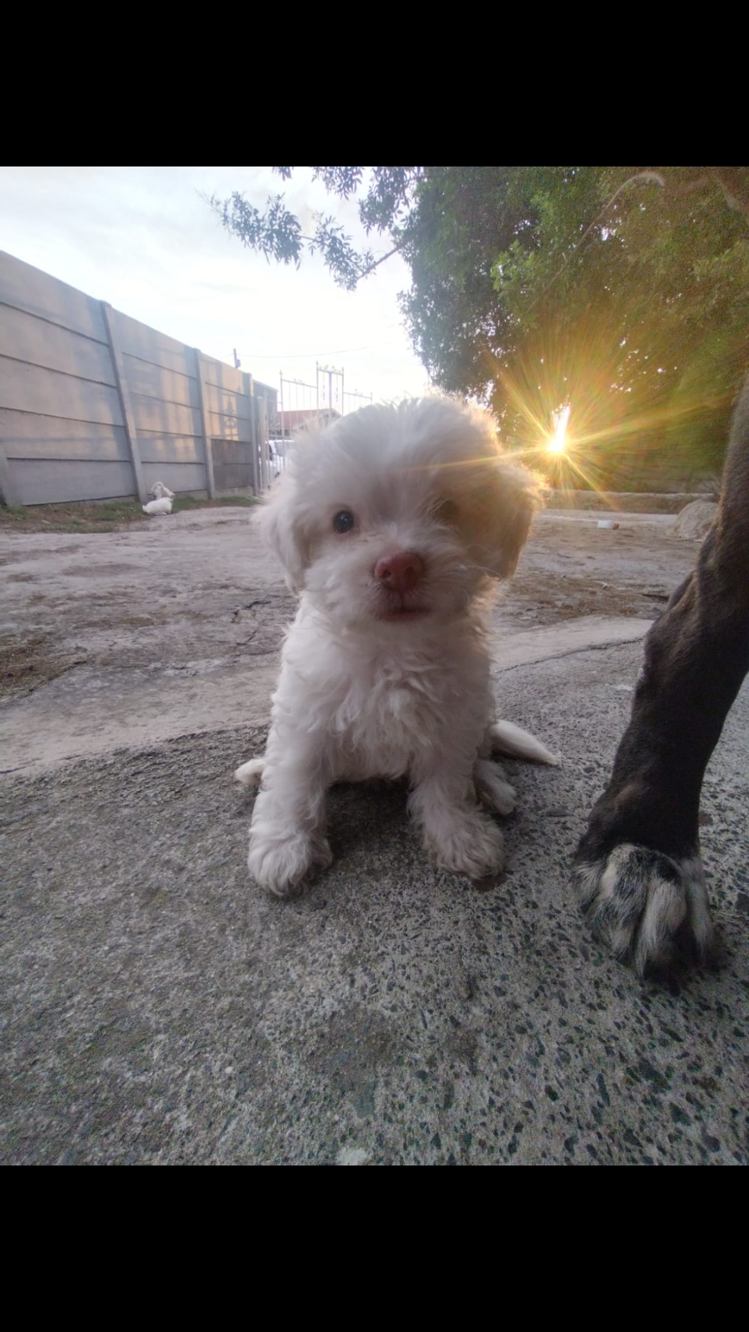 Maltese puppies