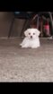Maltese puppies