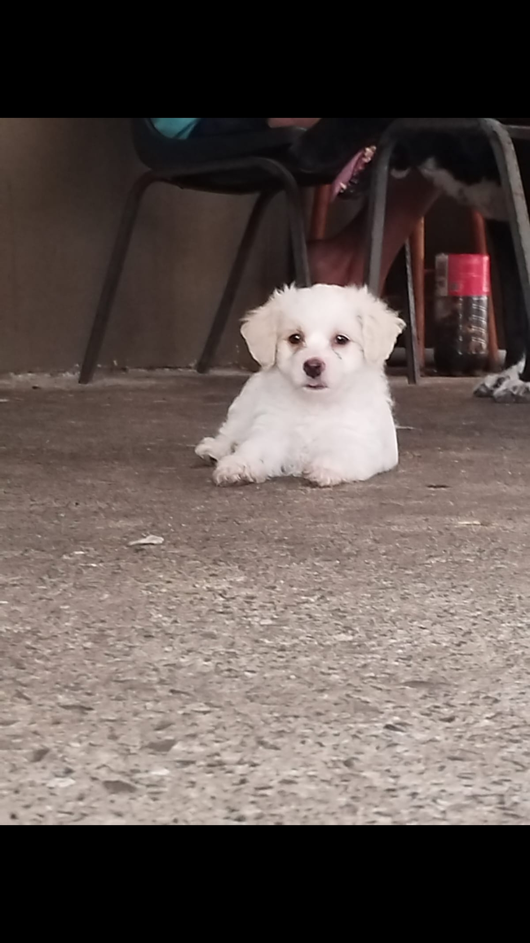 Maltese puppies