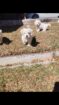 Maltese puppies