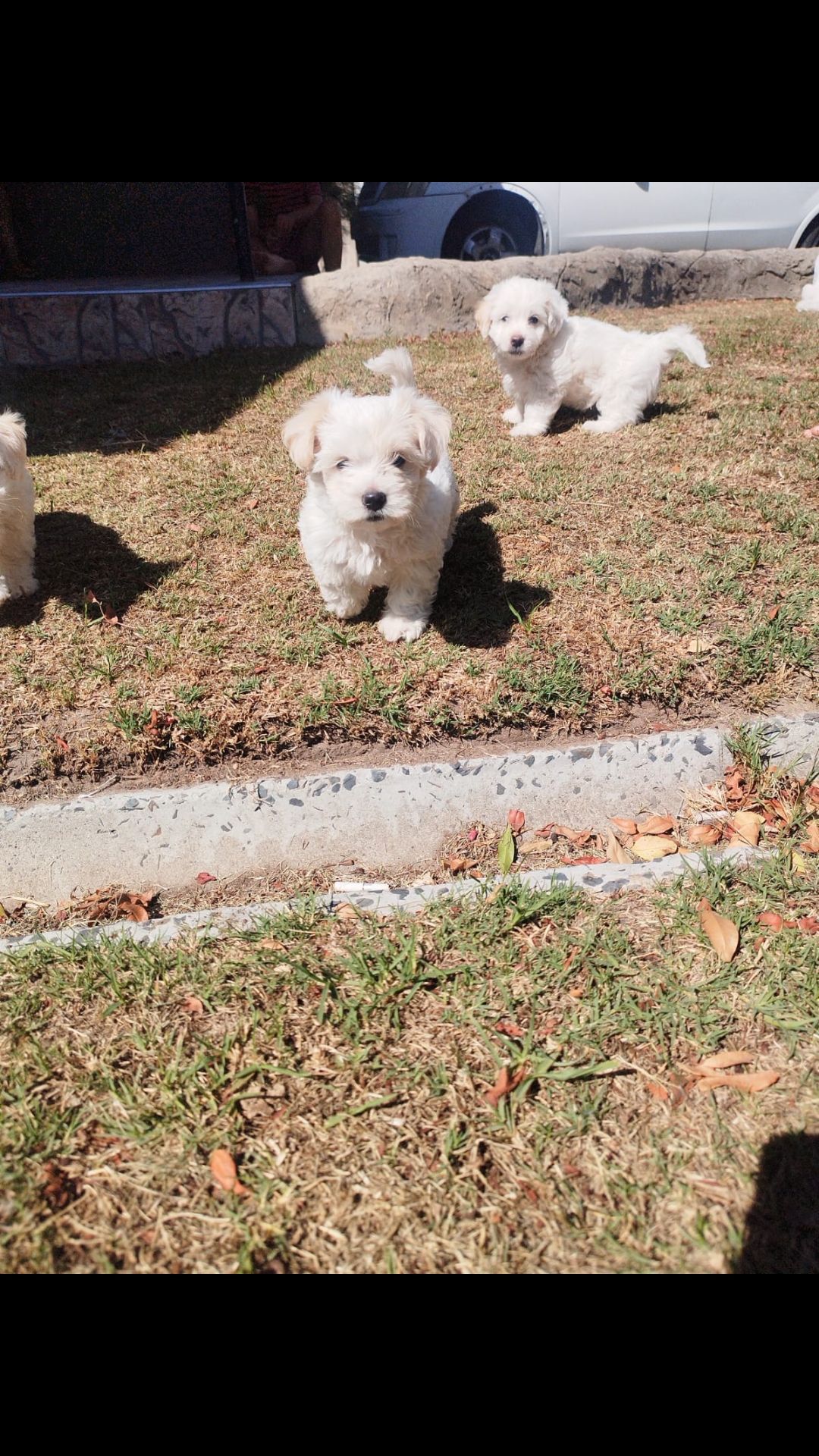 Maltese puppies