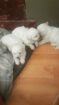 Maltese puppies