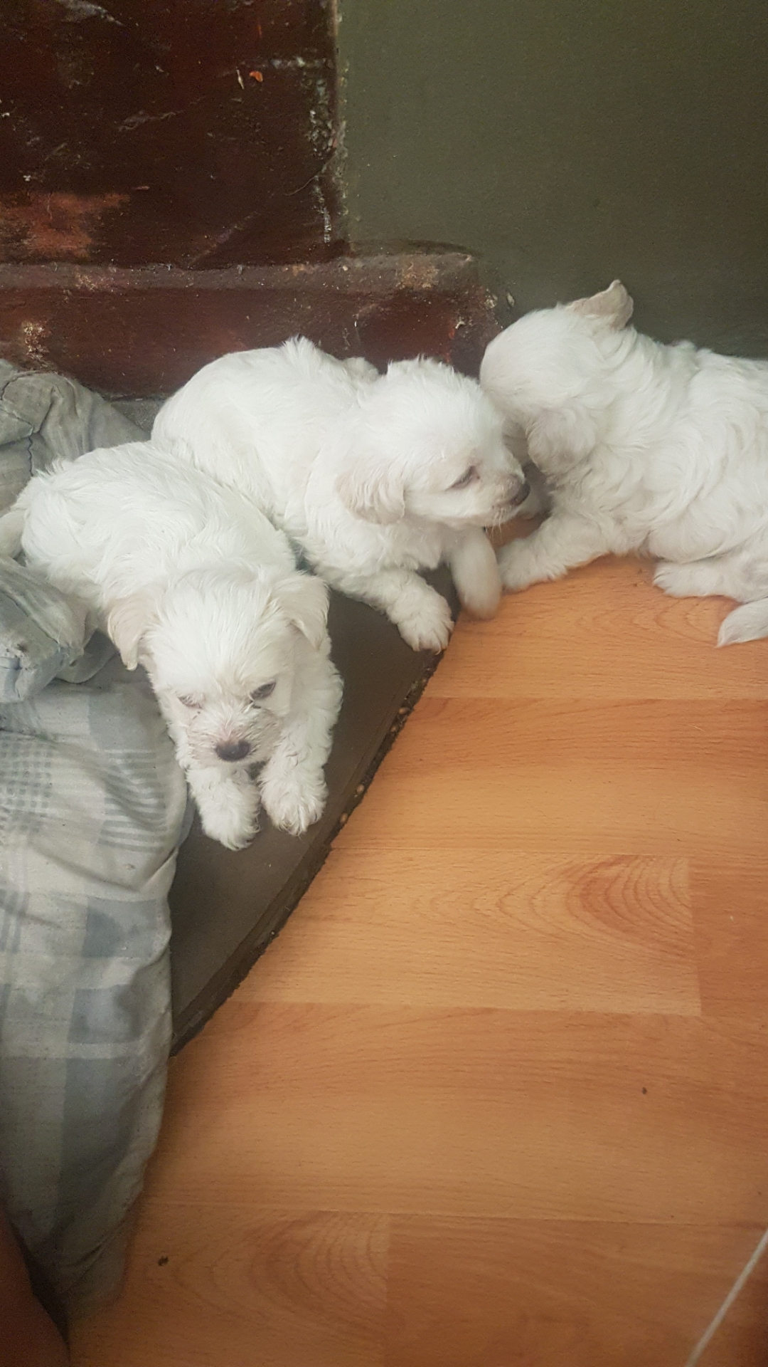 Maltese puppies