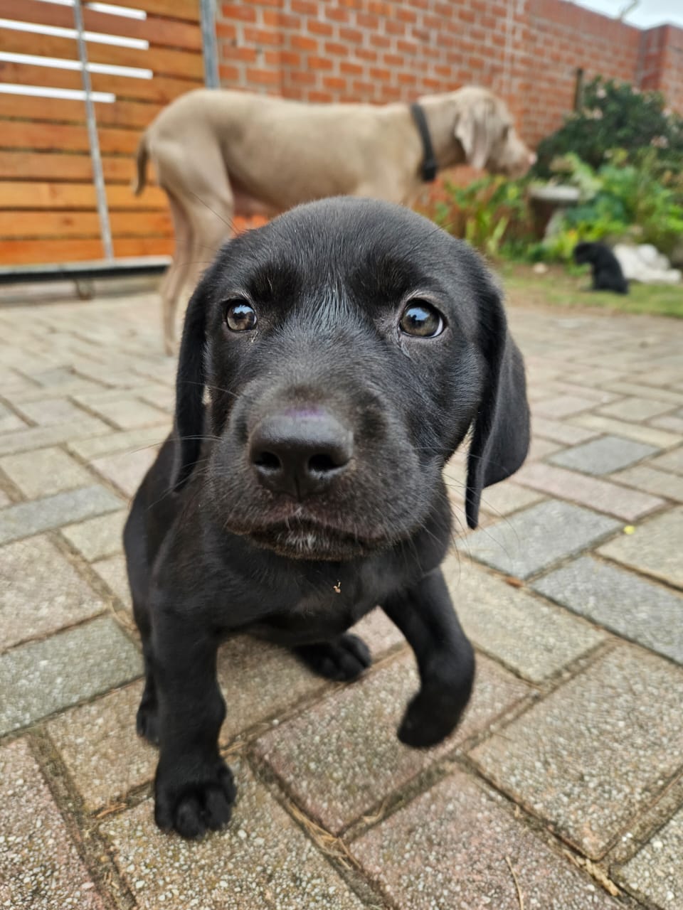 Goldmaraner Puppies