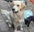 Goldmaraner Puppies