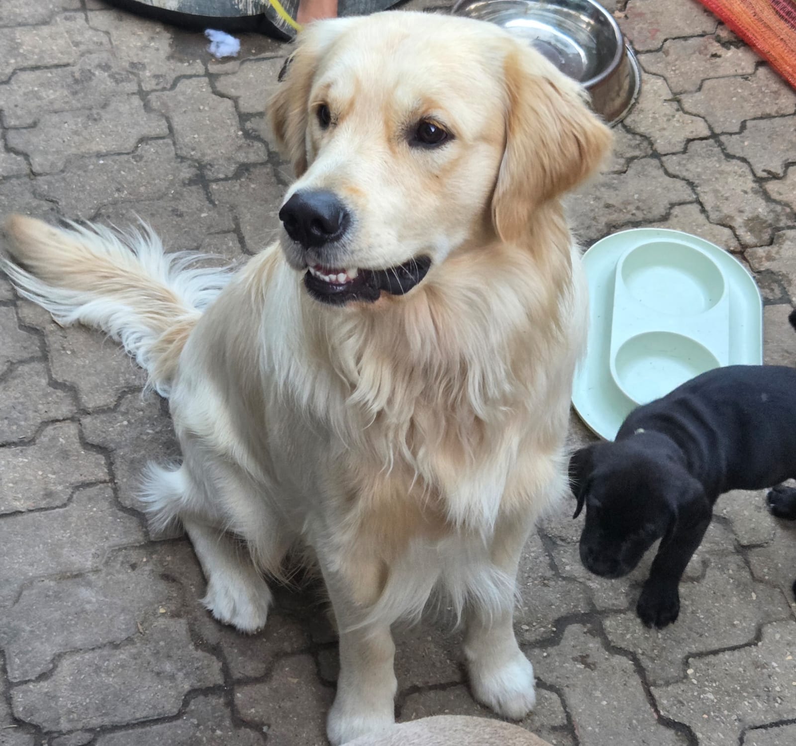 Goldmaraner Puppies