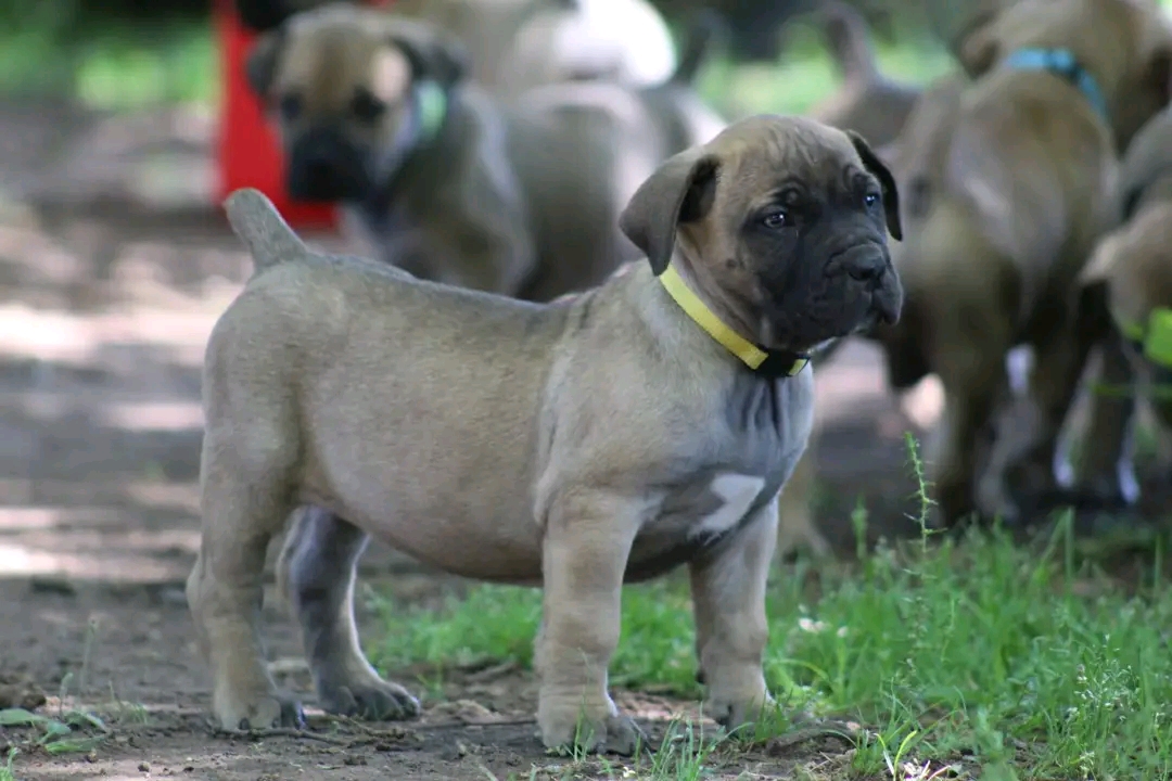 Beorbol puppies