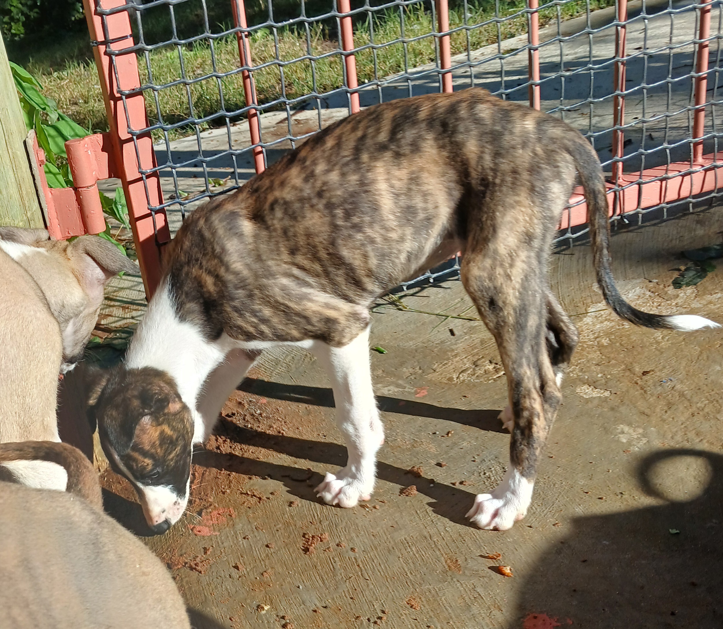 Greyhound puppies