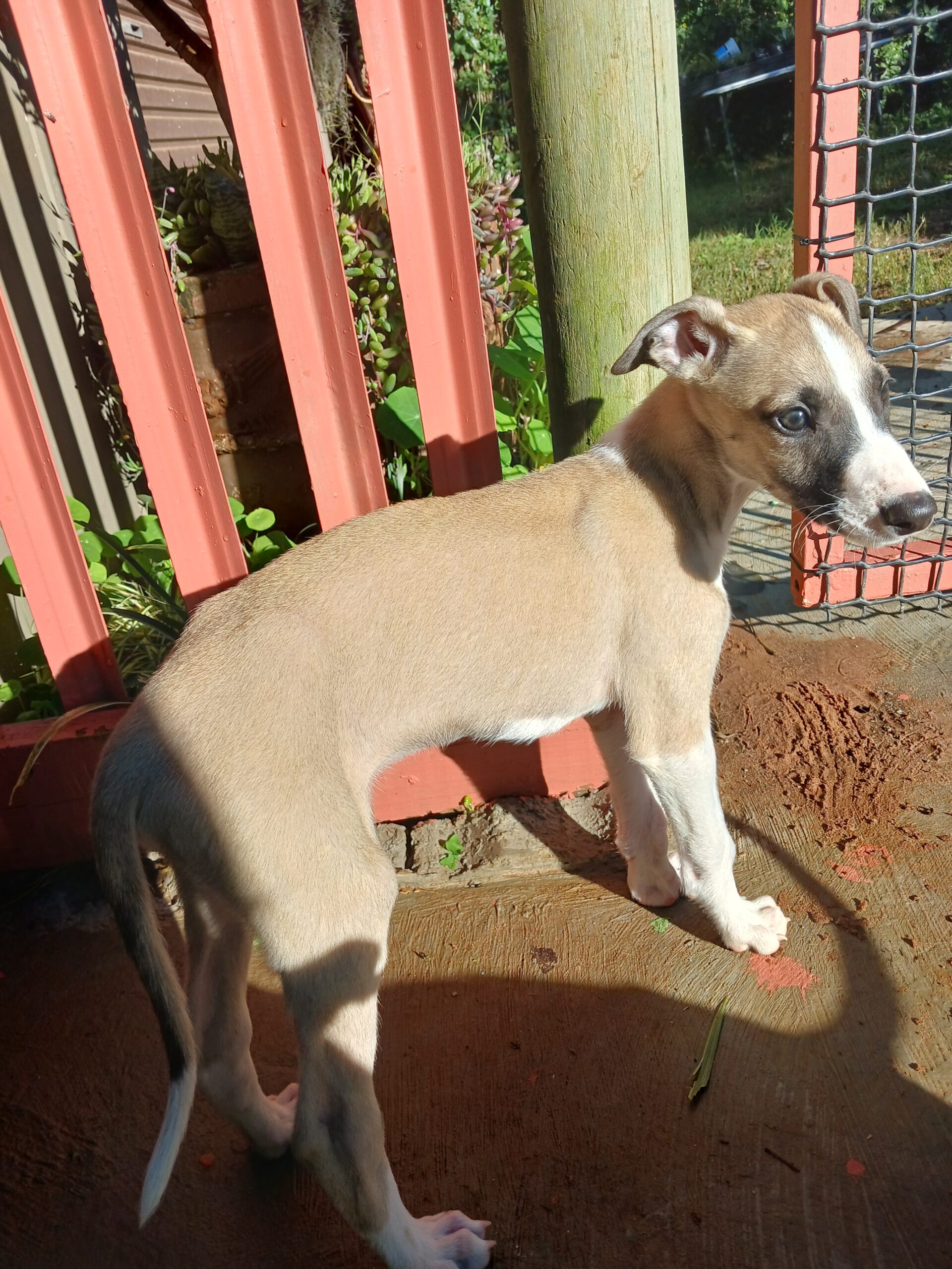 Greyhound puppies