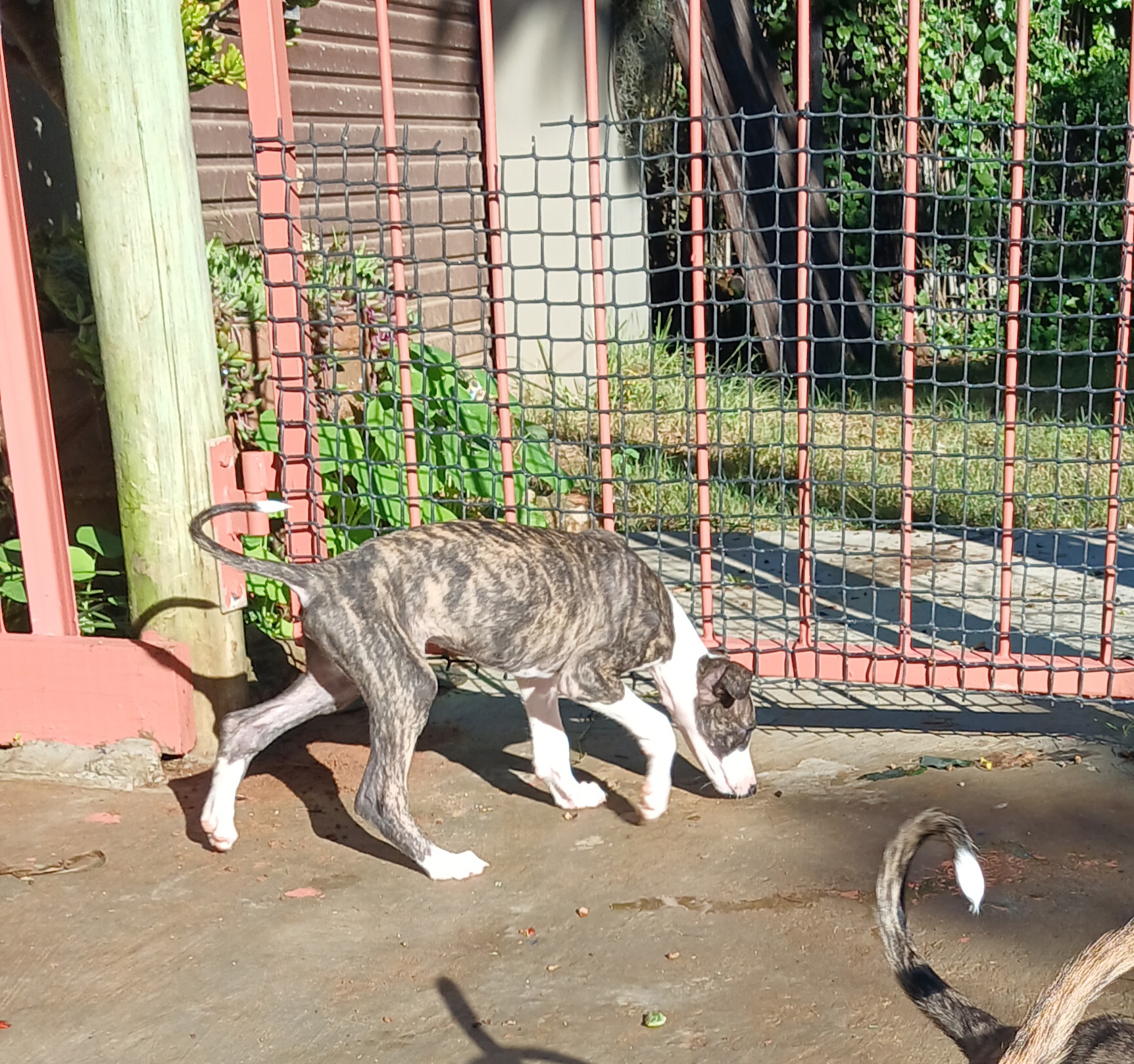 Greyhound puppies