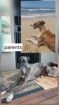 Greyhound puppies