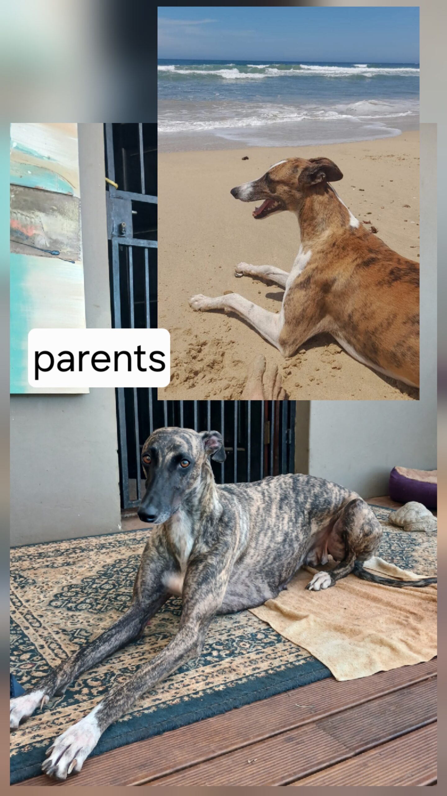 Greyhound puppies