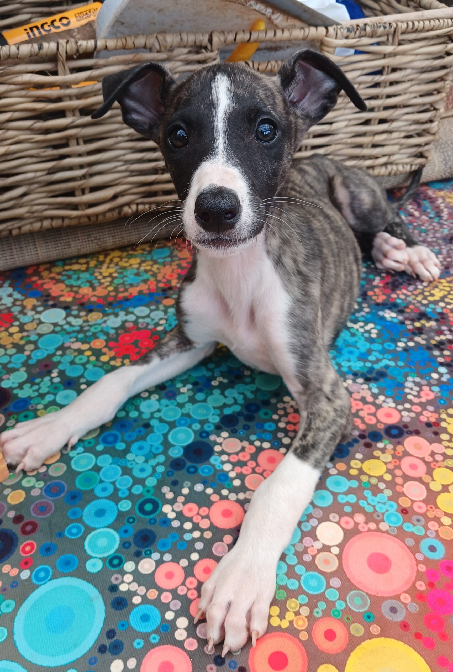 Greyhound puppies