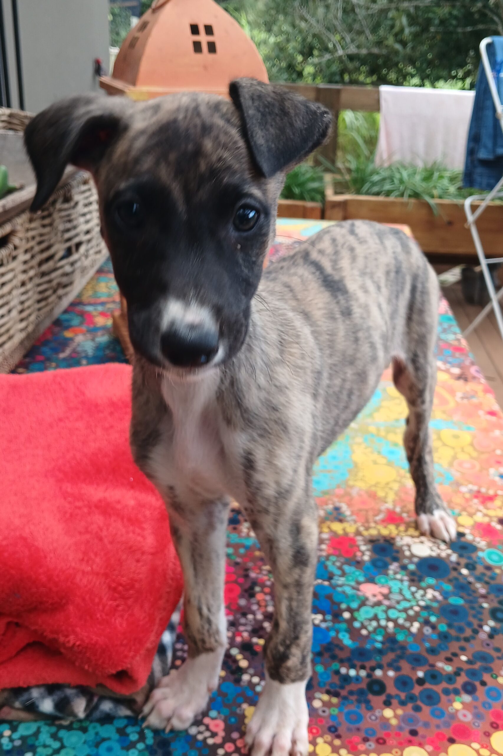 Greyhound puppies
