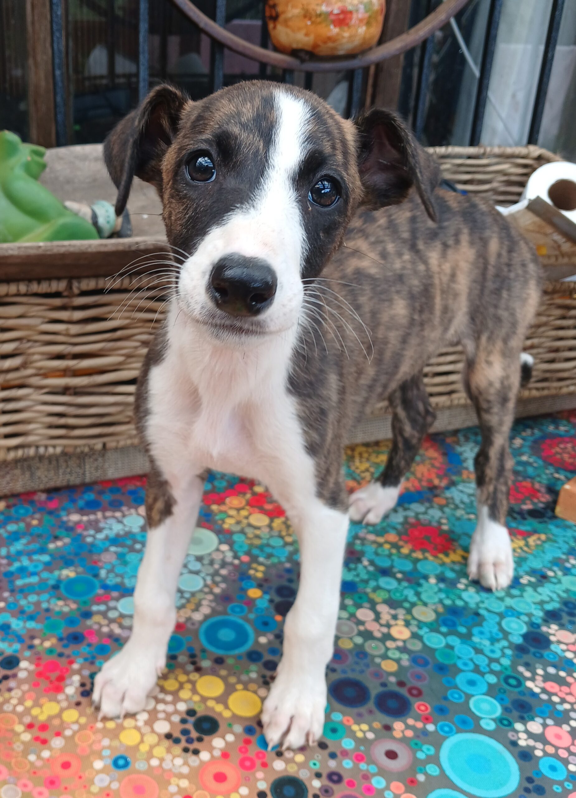 Greyhound puppies