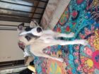 Greyhound puppies