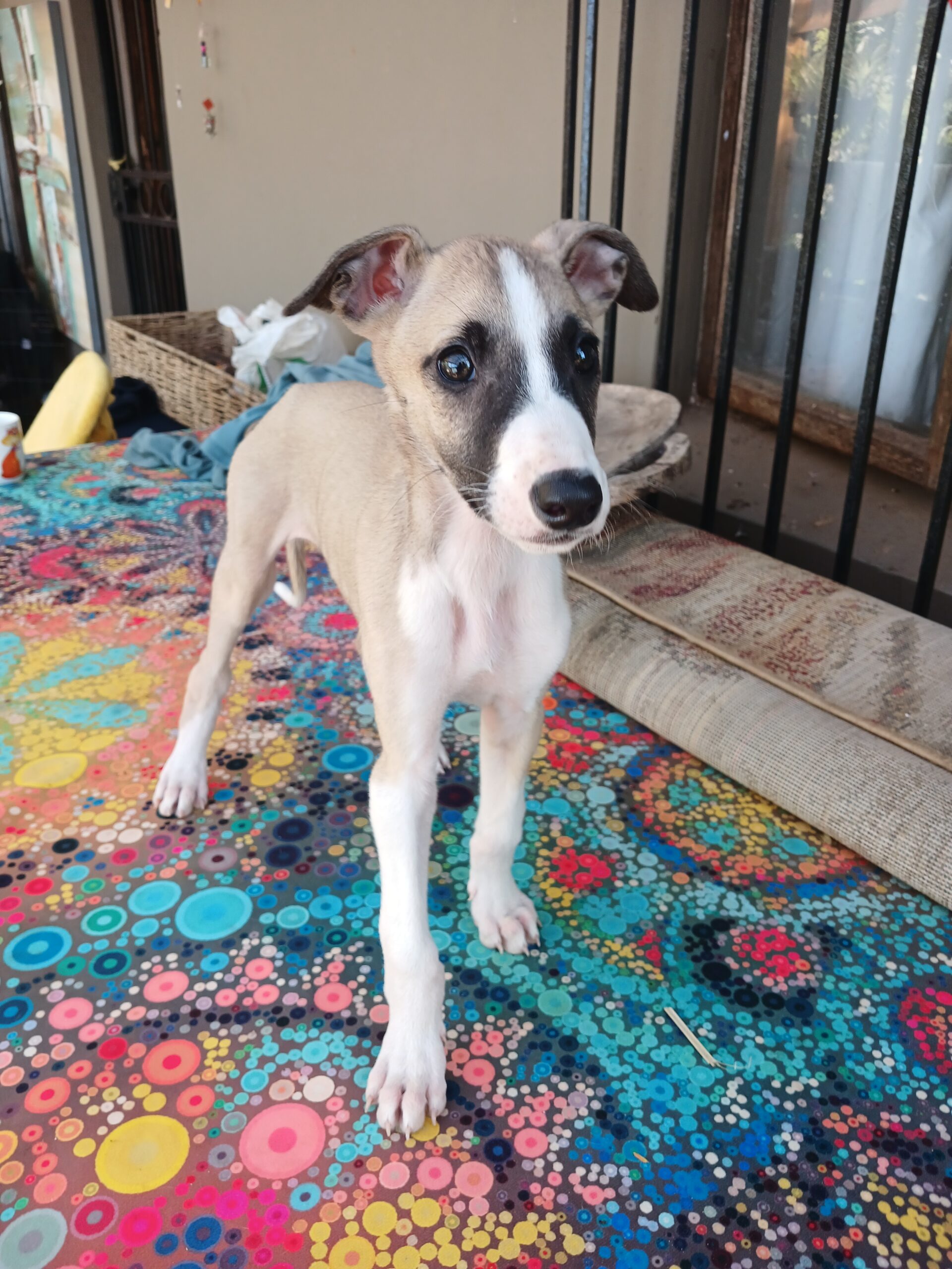Greyhound puppies