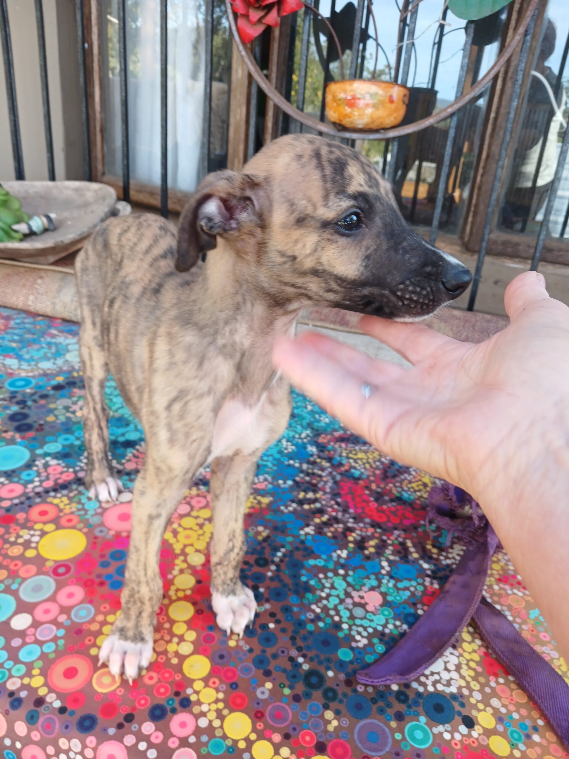 Greyhound puppies