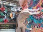 Greyhound puppies