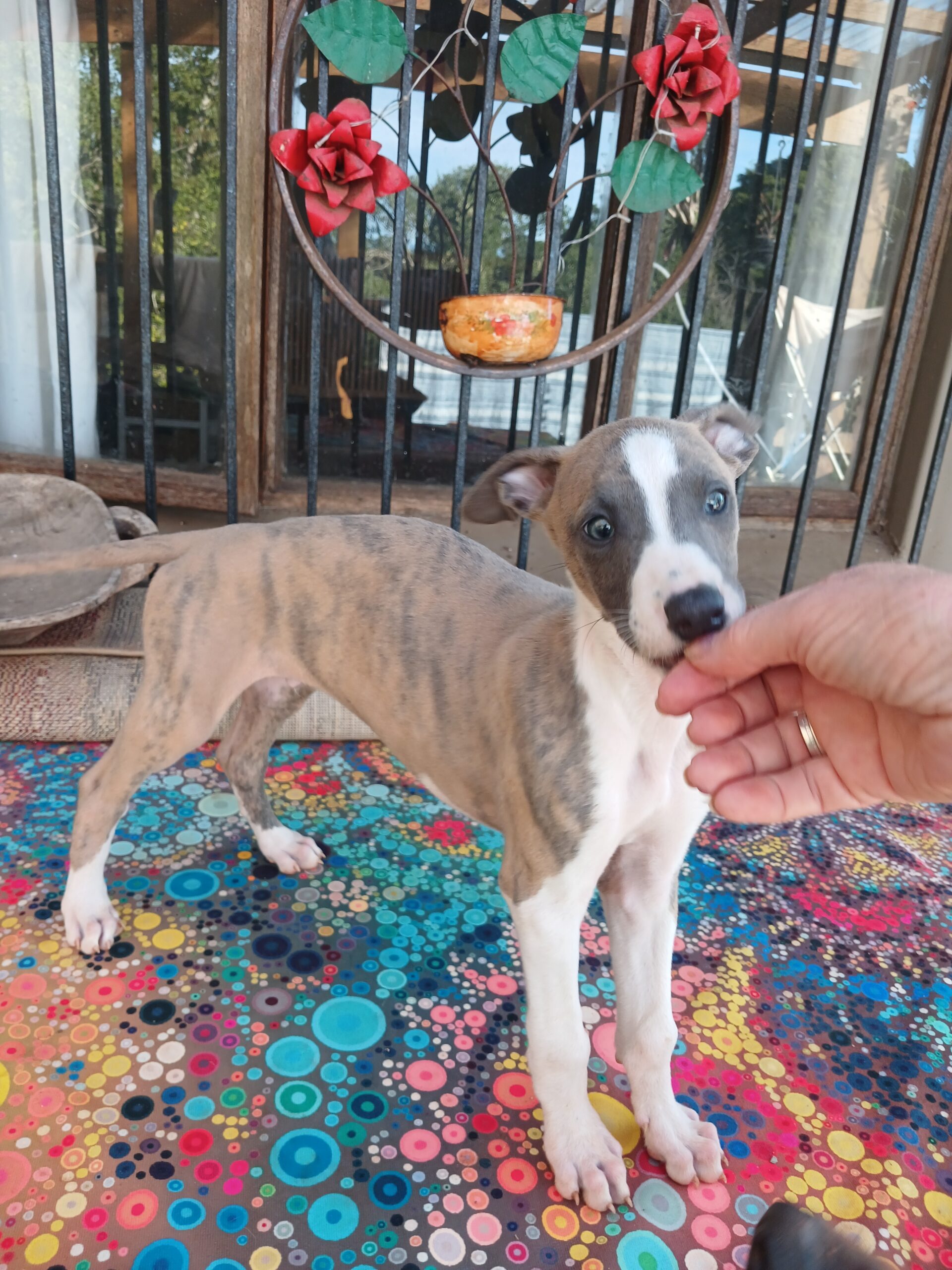 Greyhound puppies