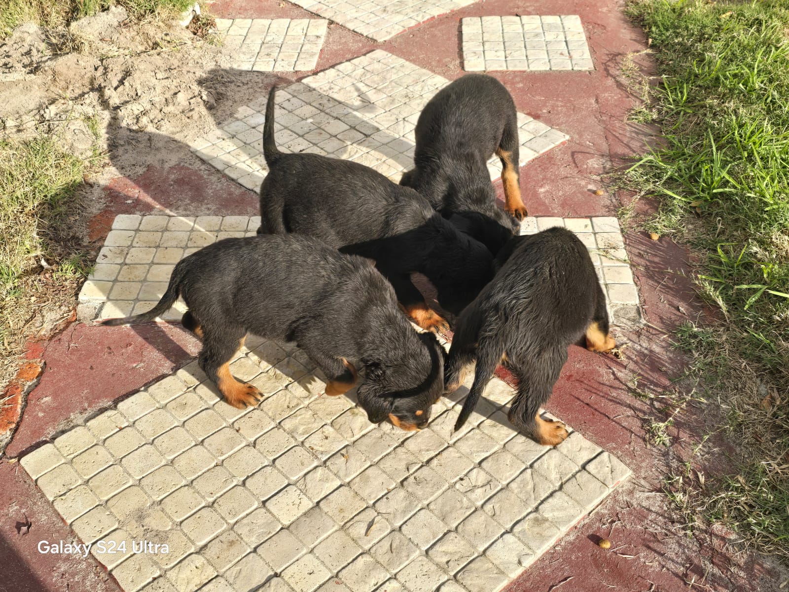 Mr rottie