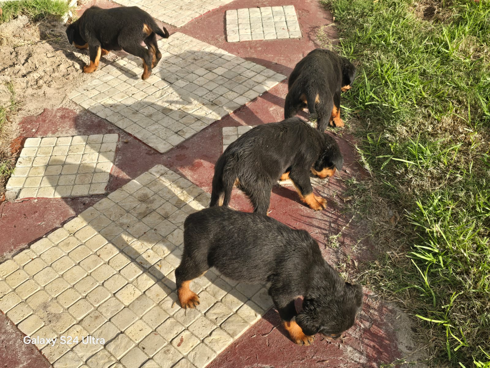 Mr rottie