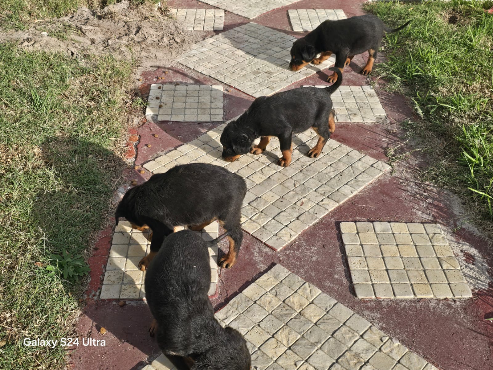 Mr rottie