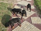 Mr rottie