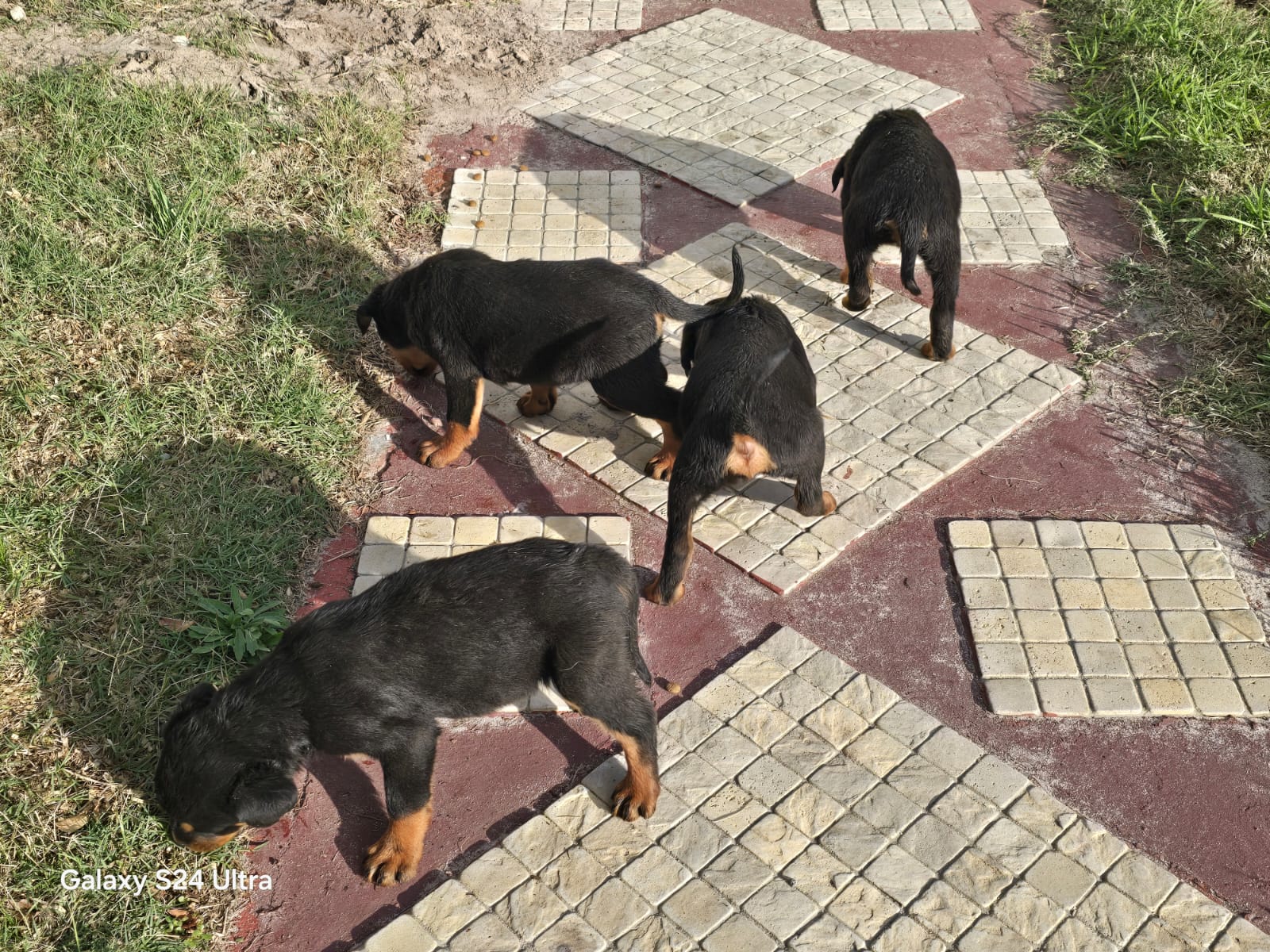 Mr rottie