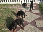 Mr rottie