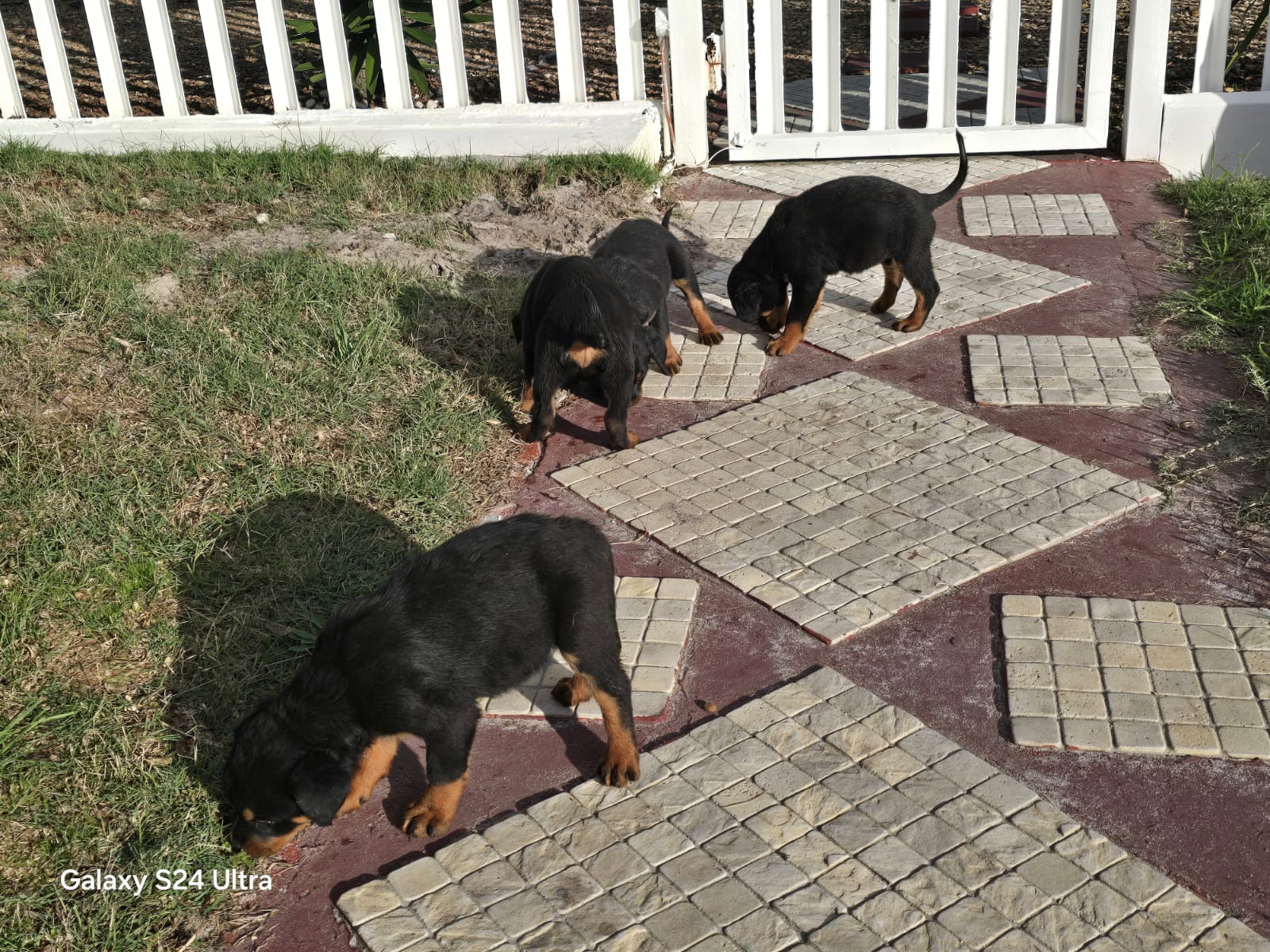 Mr rottie