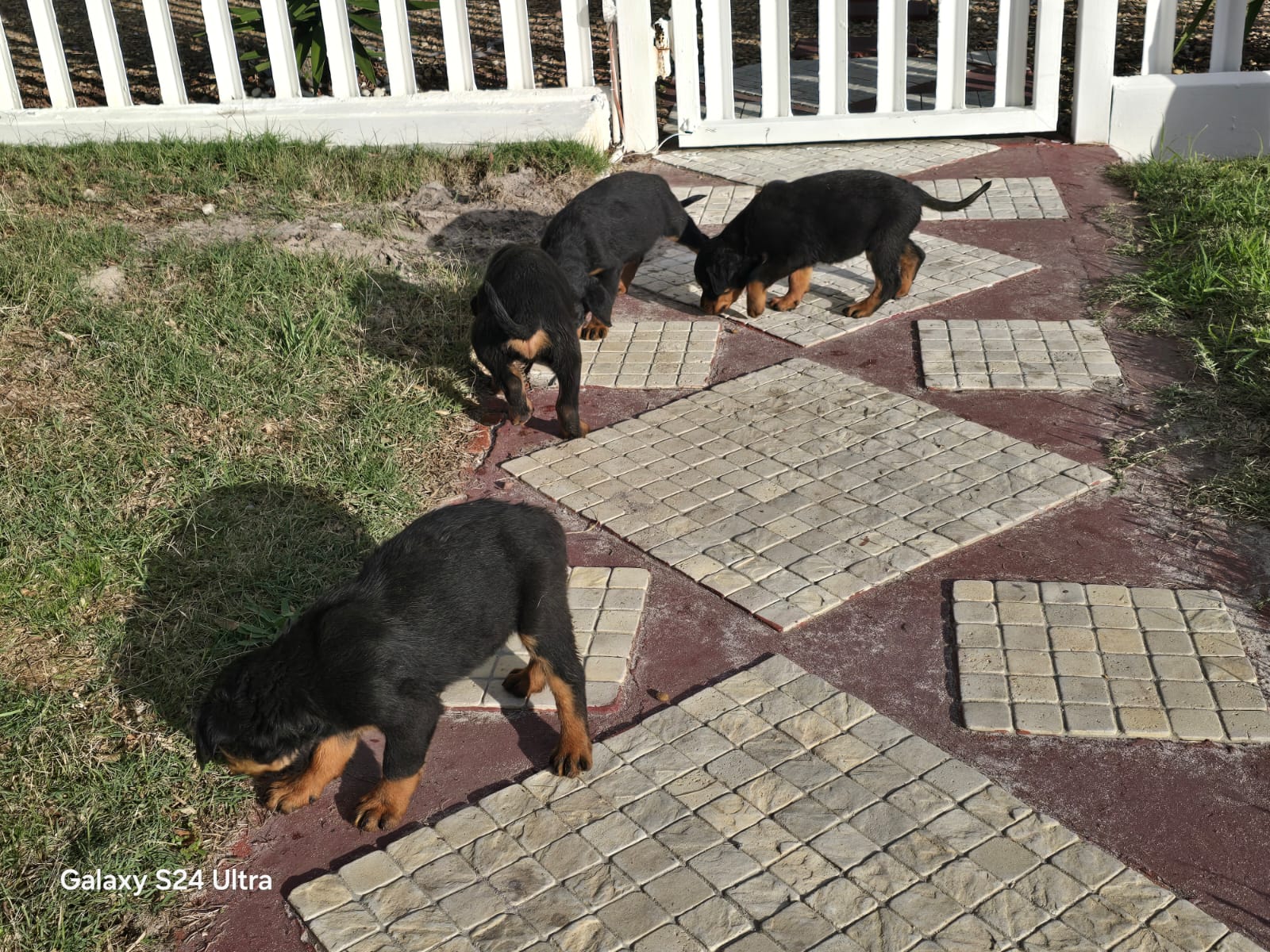 Mr rottie