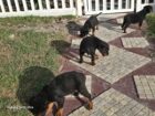 Mr rottie
