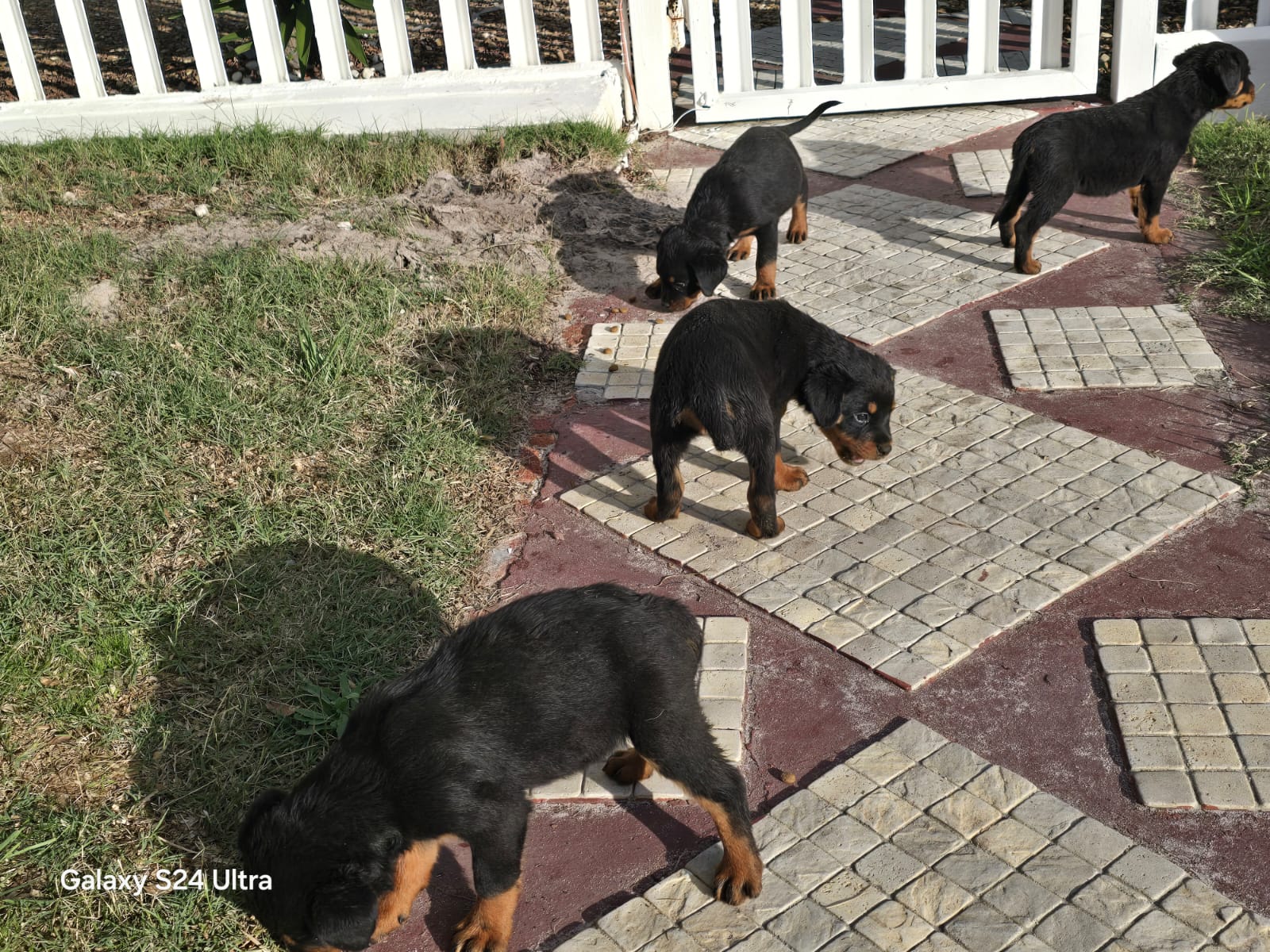 Mr rottie