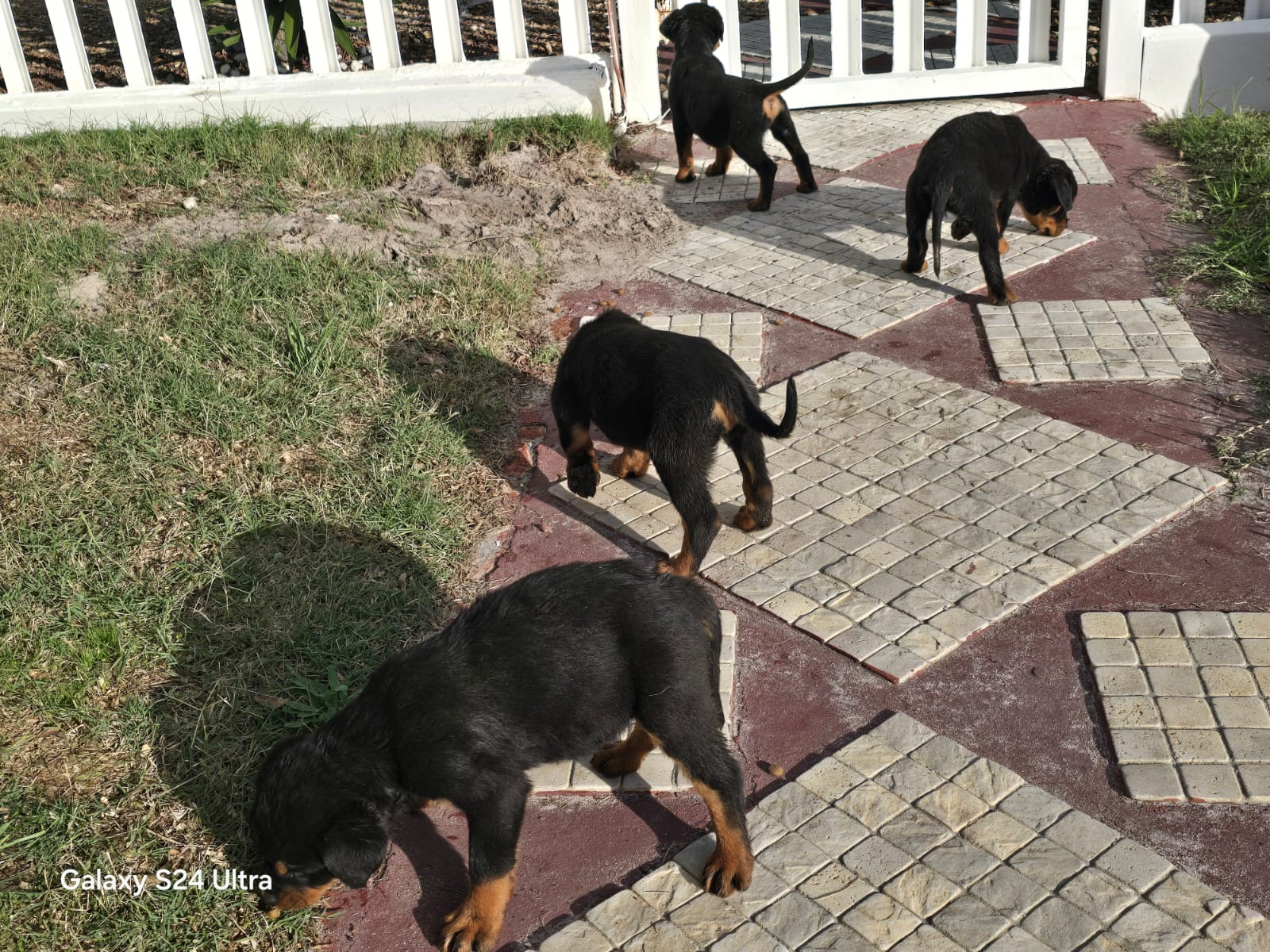 Mr rottie