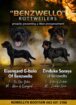 Mr rottie