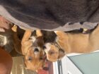 Rottweiler x Pitbull Puppies