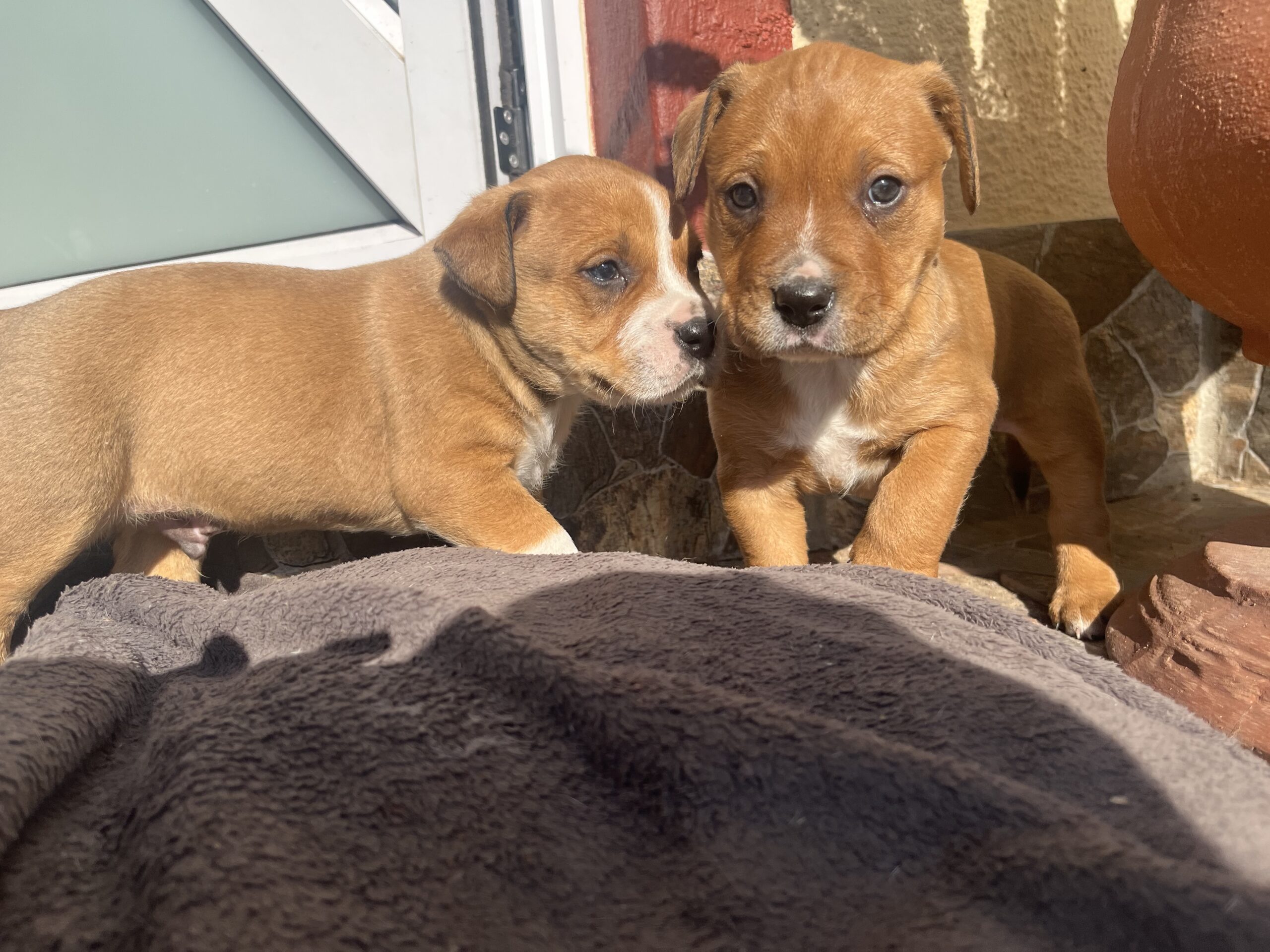 Rottweiler x Pitbull Puppies