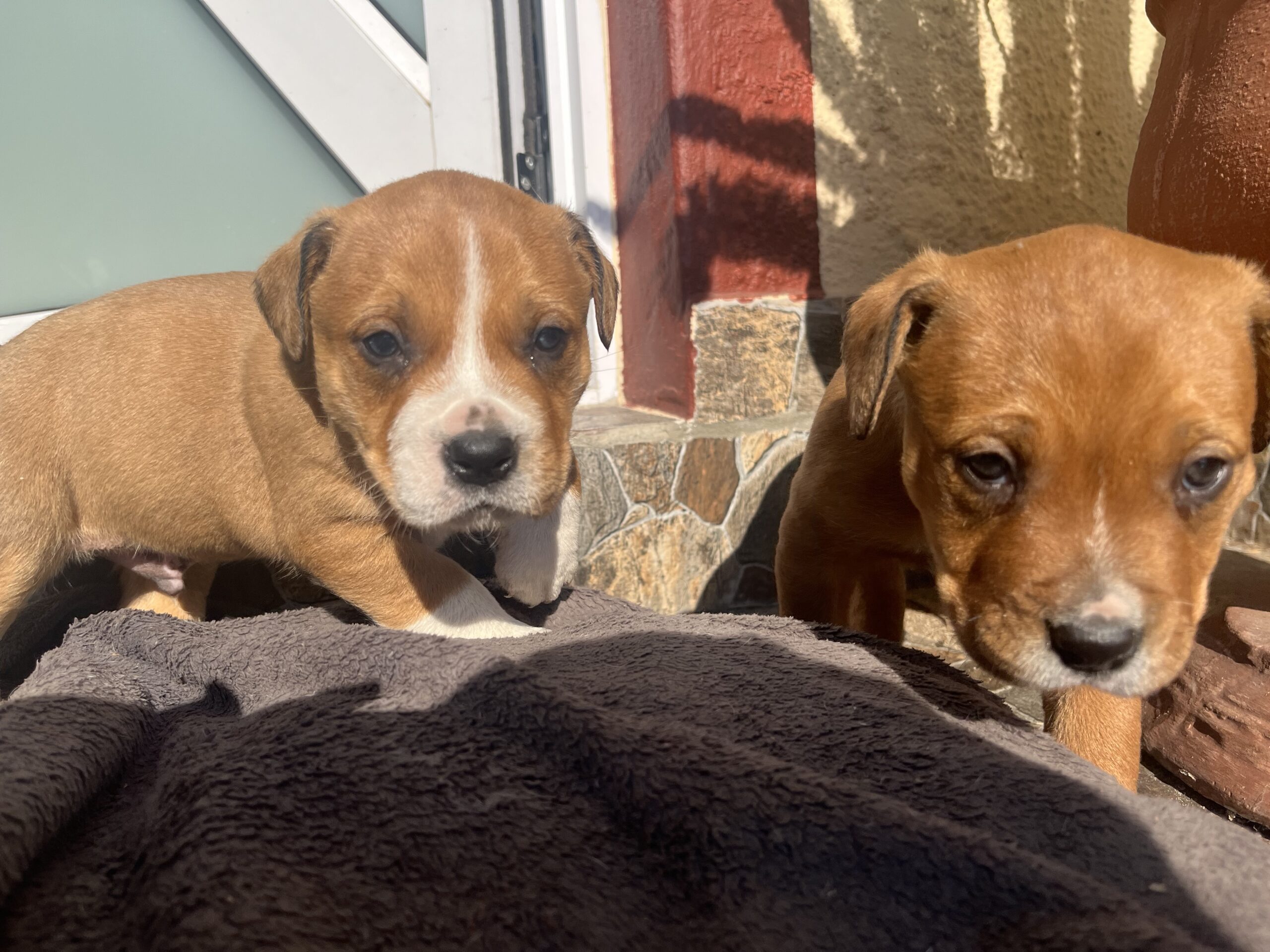 Rottweiler x Pitbull Puppies