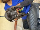 Rottweiler x Pitbull Puppies
