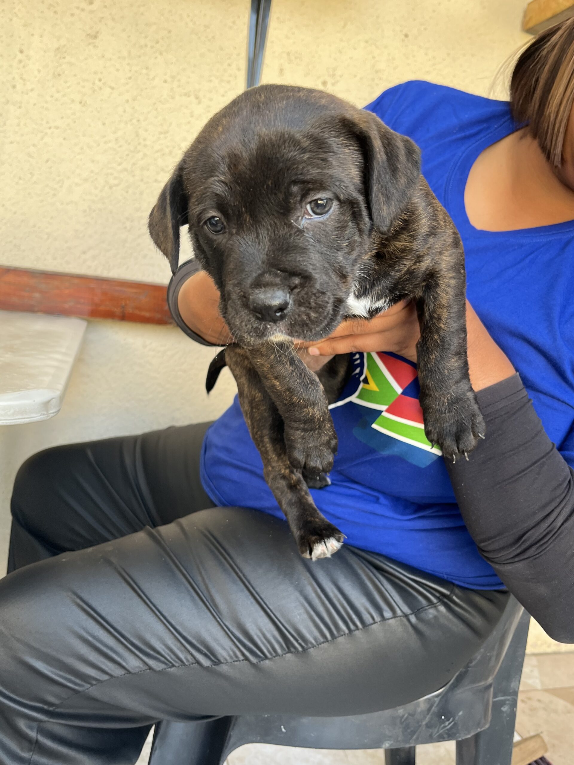 Rottweiler x Pitbull Puppies
