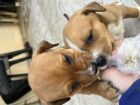 Rottweiler x Pitbull Puppies