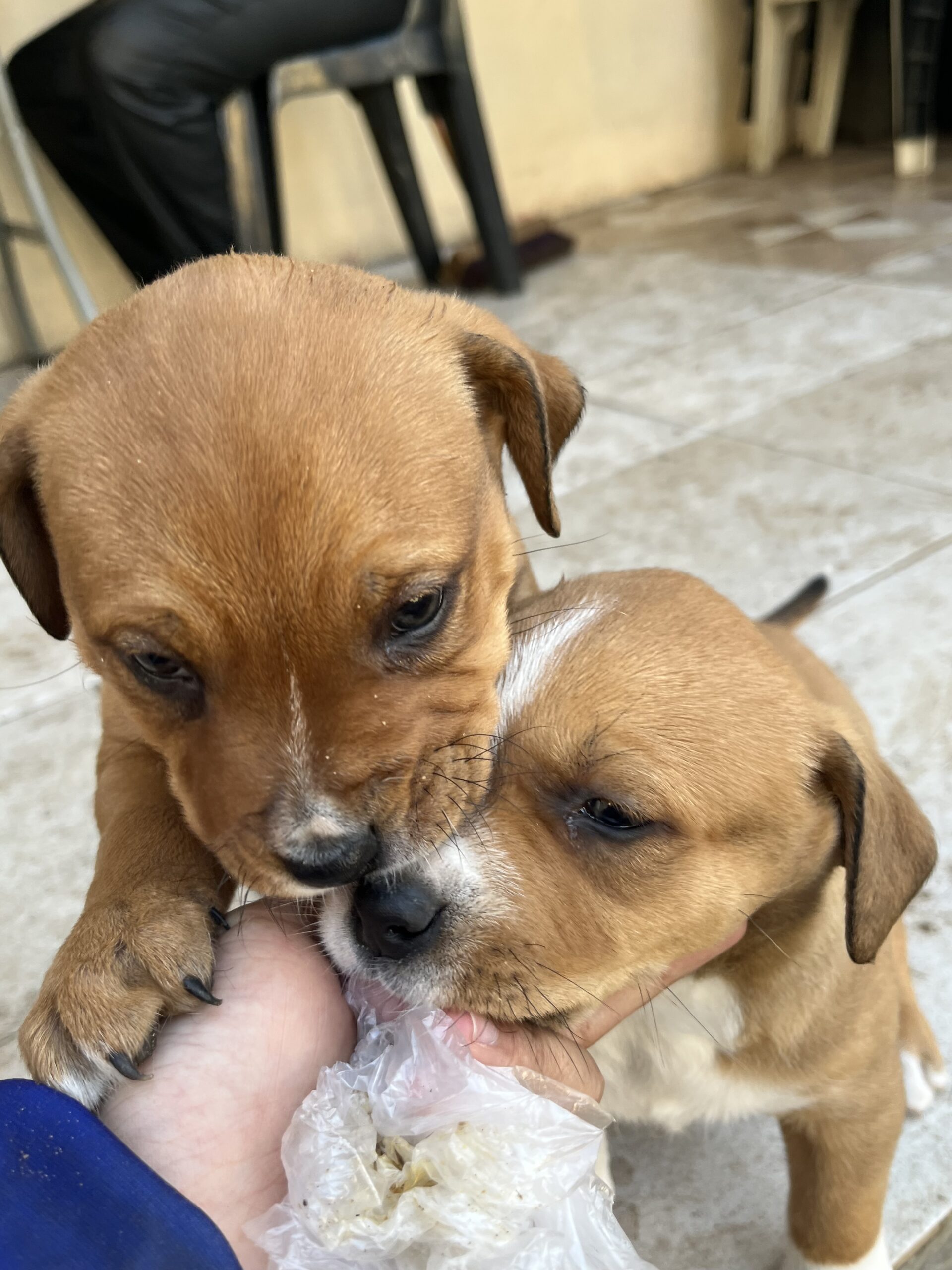 Rottweiler x Pitbull Puppies
