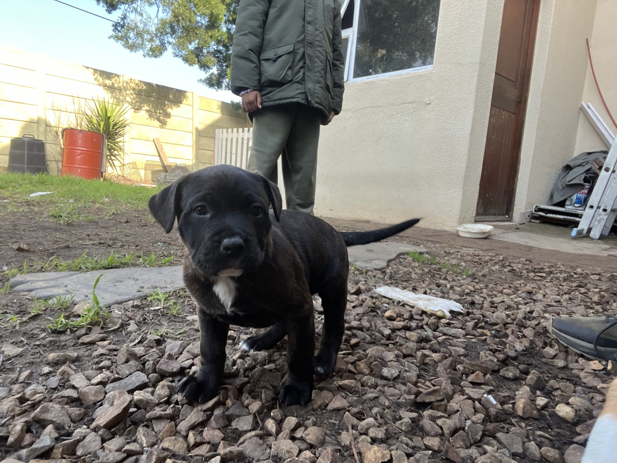 Rottweiler x Pitbull Puppies