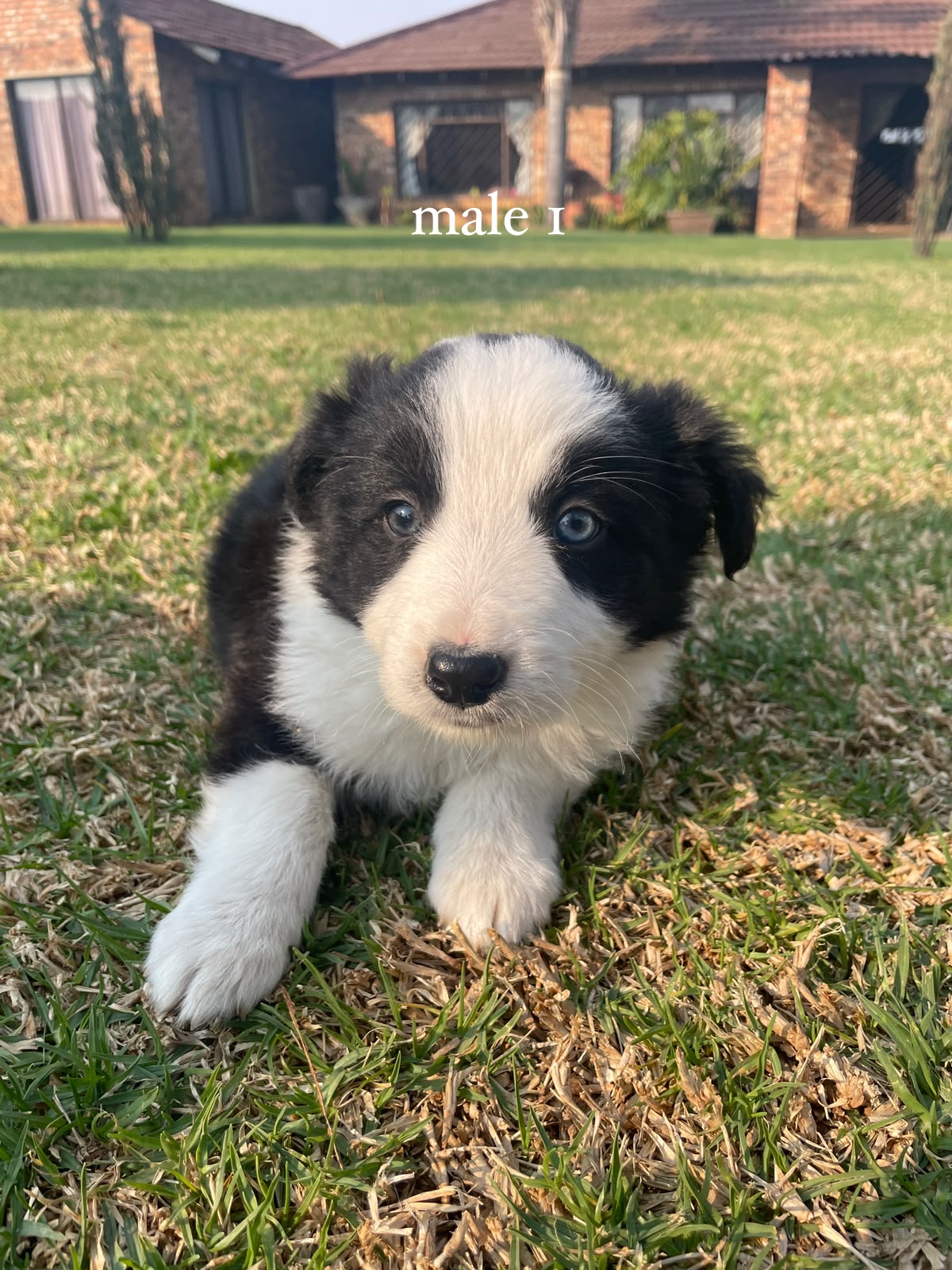 Border Collie