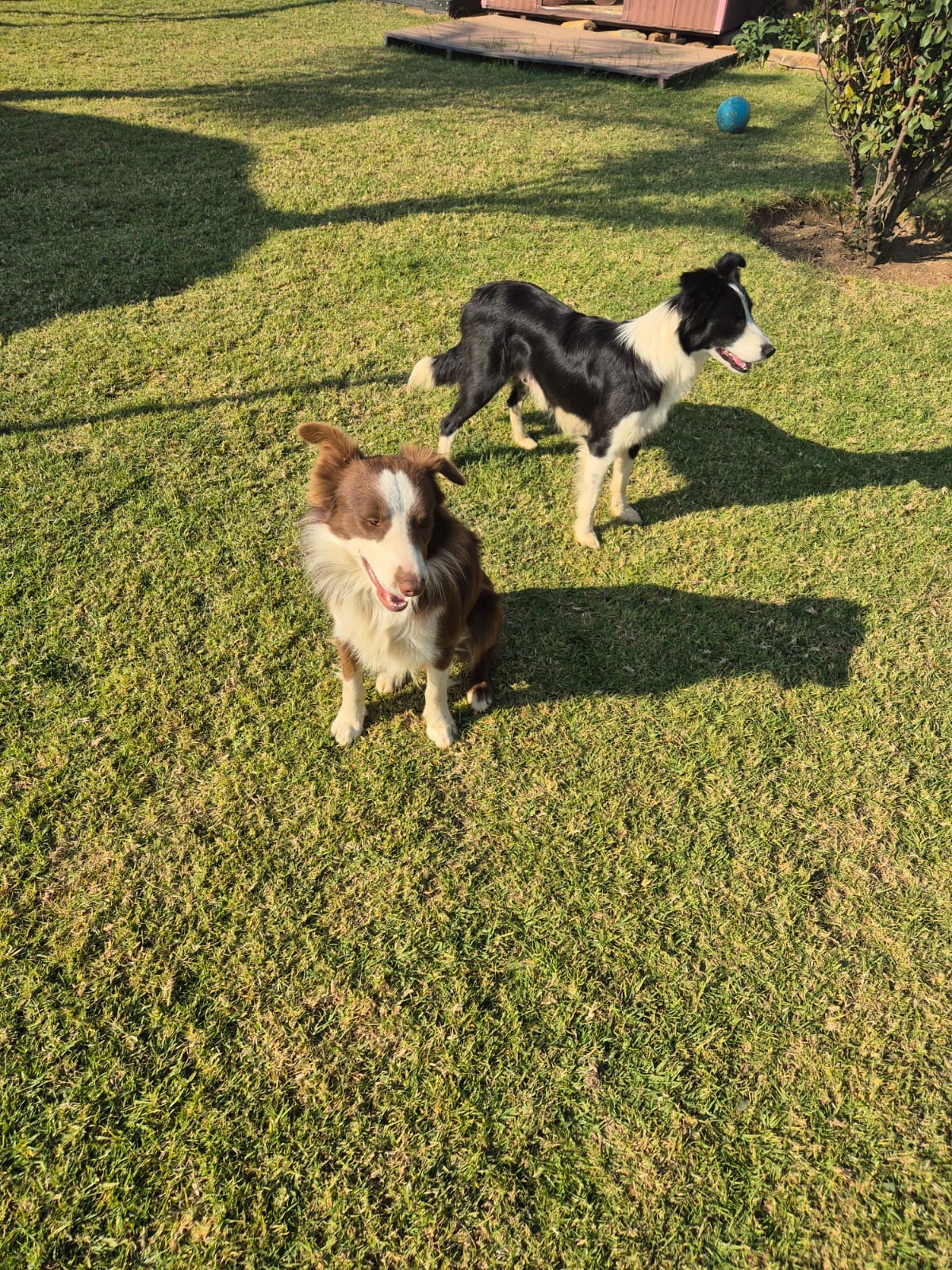 Border Collie