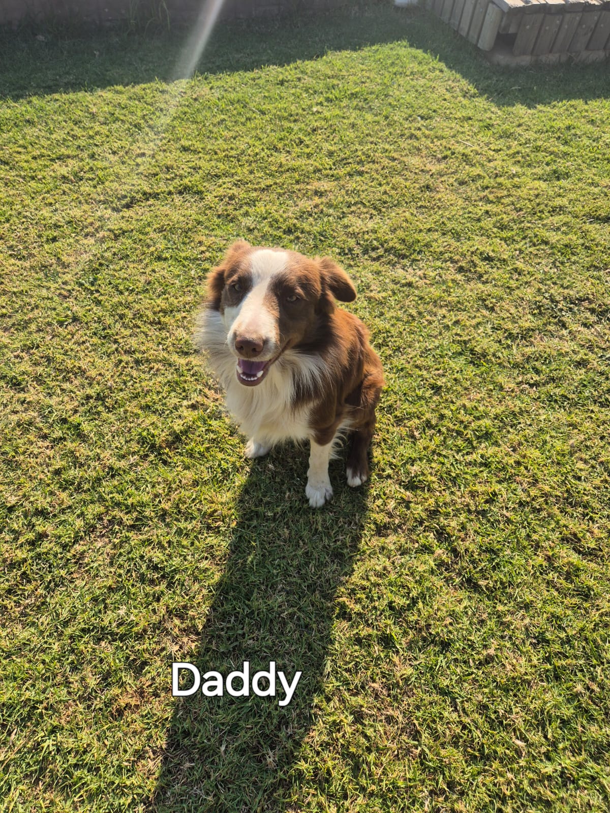 Border Collie