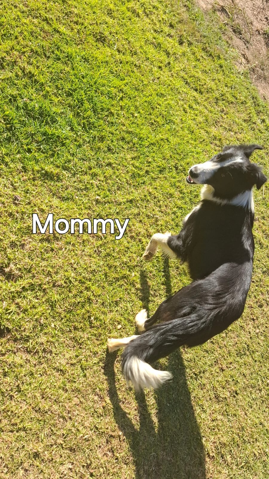 Border Collie
